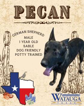 Pecan -  German Shepherd Dog Dog for Adoption in Watauga, Texas - Pecan | PetCurious
