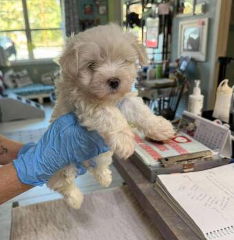Bixie (NOT YET AVAILABLE) -  Maltese Dog for Adoption in Benton, Louisiana - Bixie (NOT YET AVAILABLE) | PetCurious