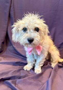 Wren -  Wirehaired Terrier and Mixed Breed Dog for Adoption in Cape Coral, Florida - Wren | PetCurious