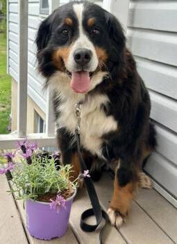 Greta -  Bernese Mountain Dog Dog for Adoption in Malvern, Pennsylvania - Greta | PetCurious