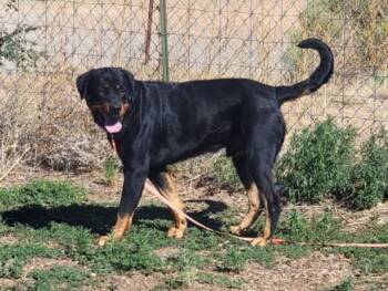 MAX -  Mixed Breed Dog for Adoption in Santa Fe, New Mexico - MAX | PetCurious