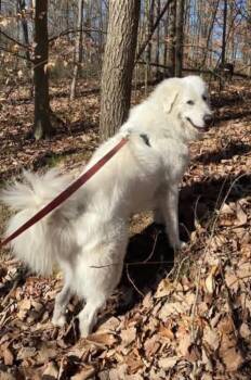 Jasper -  Great Pyrenees Dog for Adoption in Bloomington, Indiana - Jasper | PetCurious