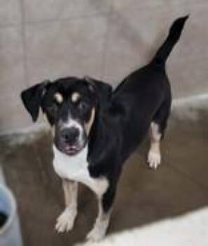 Dusty -  Mixed Breed Dog Available for Adoption in Portsmouth, Ohio - Dusty | PetCurious