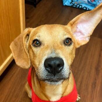 Labrador Retriever and Rat Terrier Dogs Available for Adoption in Niagara Falls, Ontario - Kip (20260528-03) | PetCurious