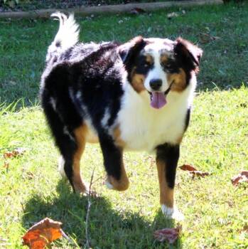 Bernese Mountain Dog and Australian Shepherd Dogs Available for Adoption - Riata | PetCurious