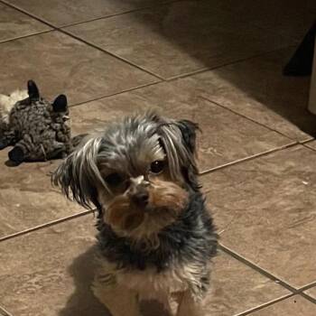 Yorkshire Terrier Dogs Available for Adoption in Bartlett, Tennessee - Huck | PetCurious