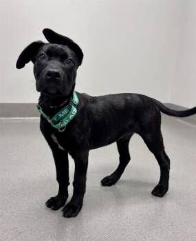 DUTCH CRUNCH -  Mastiff and Labrador Retriever Dog for Adoption in San Francisco, California - DUTCH CRUNCH | PetCurious