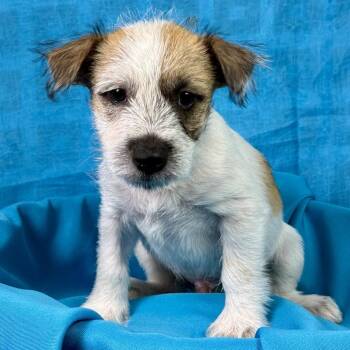Aladdin -  Terrier Dog for Adoption in Hondo, Texas - Aladdin | PetCurious