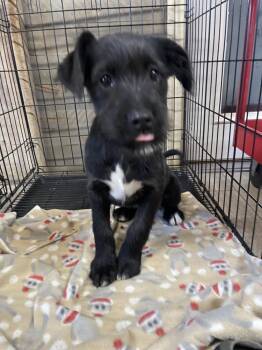 Mixed Breed Dogs Available for Adoption - Bo Peep | PetCurious