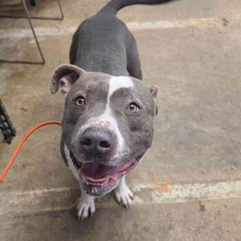 Pit Bull Terrier Dogs Available for Adoption - Bud | PetCurious