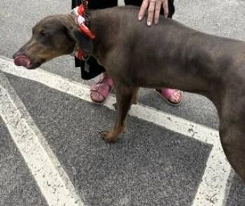 Mya -  Doberman Pinscher Dog for Adoption in Maryville, Tennessee - Mya | PetCurious