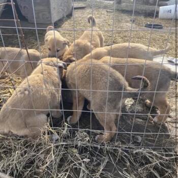 Great Pyrenees Dogs Available for Adoption - Rice Krispies | PetCurious