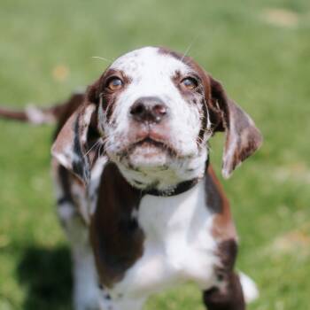 Great Dane Dogs Available for Adoption - Monkey | PetCurious