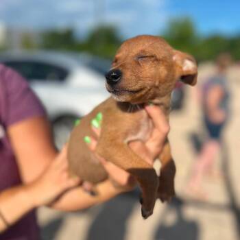 Asher -  Chihuahua and Mixed Breed Dog for Adoption in Campton Hills, Illinois - Asher | PetCurious