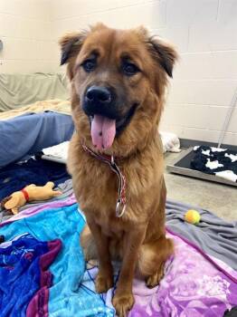 RUBY -  Chow Chow and Mixed Breed Dog for Adoption in Fort Wayne, Indiana - RUBY | PetCurious