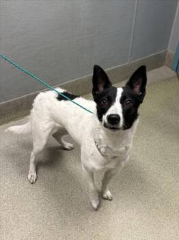 Australian Shepherd Dogs Available for Adoption - AHAVA | PetCurious