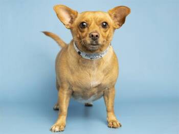 RUBY -  Chihuahua Dog for Adoption in Phoenix, Arizona - RUBY | PetCurious