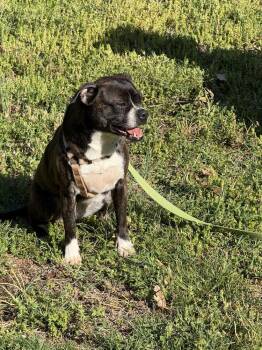 Boston Terrier and Chihuahua Dogs Available for Adoption in Maryville, Tennessee - Barbie Anne-4332 Erin, Tennessee | PetCurious