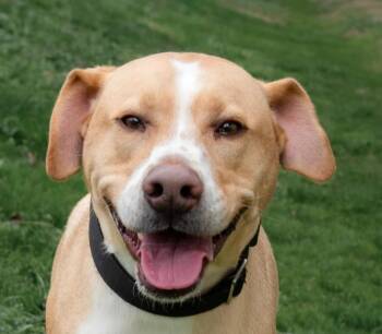Theo -  Labrador Retriever Dog Available for Adoption in Nashville, Tennessee - Theo | PetCurious