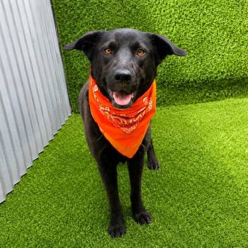Mercy -  Labrador Retriever and Mixed Breed Dog for Adoption in Oak Point, Texas - Mercy | PetCurious