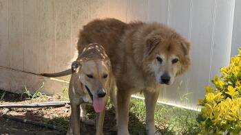Benny -  Alaskan Malamute Dog for Adoption in Hayward, California - Benny | PetCurious