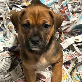 Margot -  Mixed Breed Dog for Adoption in Dekalb, Illinois - Margot | PetCurious