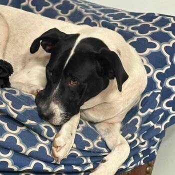 Millie -  Mixed Breed Dog for Adoption in Olathe, Kansas - Millie | PetCurious
