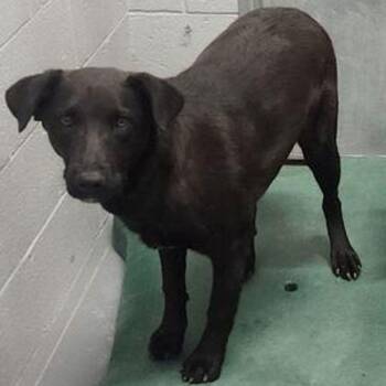 Nova -  German Shepherd Dog Dog Available for Adoption in Kingman, Arizona - Nova | PetCurious