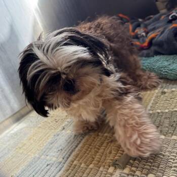YORK-Stray-16739 -  Shih Tzu Dog for Adoption in York, Pennsylvania - YORK-Stray-16739 | PetCurious
