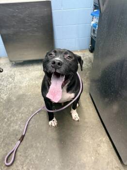 Bane Alexander -  Pit Bull Terrier Dog for Adoption in Evansville, Indiana - Bane Alexander | PetCurious