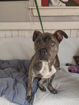 Miss Dior -  Pit Bull Terrier Dog for Adoption in Fort Worth, Texas - Miss Dior | PetCurious