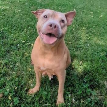 Daphne -  Mixed Breed Dog for Adoption in Ashtabula, Ohio - Daphne | PetCurious