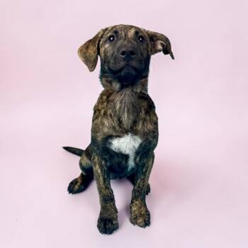 Pit Bull Terrier and Mastiff Dogs Available for Adoption in Alvin, Texas - Nevada | PetCurious