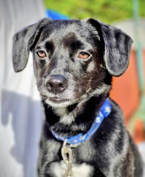 Rescue Beagle Dogs for Adoption in Manchester, Connecticut - Chase | PetCurious