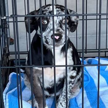 Rescue Australian Shepherd Dogs for Adoption in Rossville, Georgia - Eliza | PetCurious