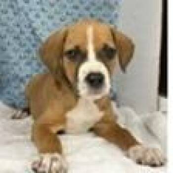 Kahula -  Black Mouth Cur and Mixed Breed Dog for Adoption in Tampa, Florida - Kahula | PetCurious