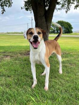 Jax -  Labrador Retriever and Hound Dog for Adoption in Cleburne, Texas - Jax | PetCurious