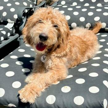 Poodle Dogs Available for Adoption in Mead, Colorado - Ozzy | PetCurious