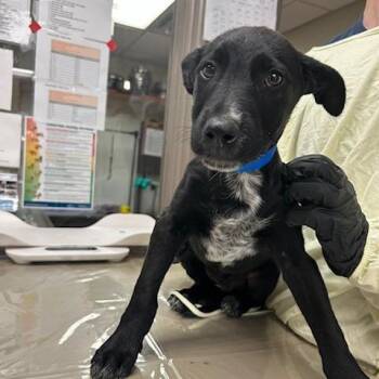 Mixed Breed Dogs Available for Adoption in Knoxville, Tennessee - Hendrix | PetCurious