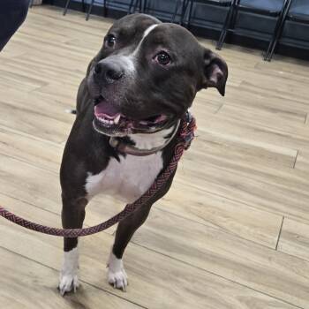 Rescue Pit Bull Terrier Dogs for Adoption in Newark, New Jersey - Bleu | PetCurious