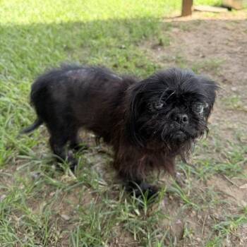 Capuchin -  Havanese Dog for Adoption in Carencro, Louisiana - Capuchin | PetCurious