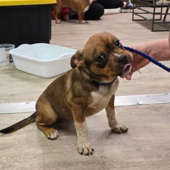 Eggs -  English Bulldog and Mixed Breed Dog for Adoption in Hinesville, Georgia - Eggs | PetCurious