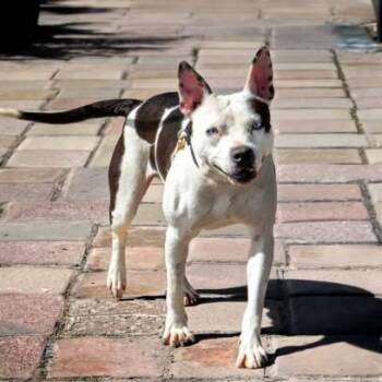 CLEOPATRA -  Pit Bull Terrier and Mixed Breed Dog Available for Adoption in St. Louis, Missouri - CLEOPATRA | PetCurious