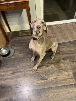Weimaraner Dogs Available for Adoption in Grand Rapids, Michigan - London | PetCurious