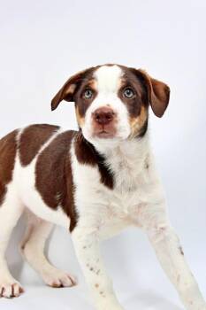 Australian Shepherd and Beagle Dogs Available for Adoption in Morton Grove, Illinois - Ranger | PetCurious