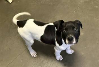 BESTIE -  Pit Bull Terrier and Mixed Breed Dog for Adoption in Tulsa, Oklahoma - BESTIE | PetCurious