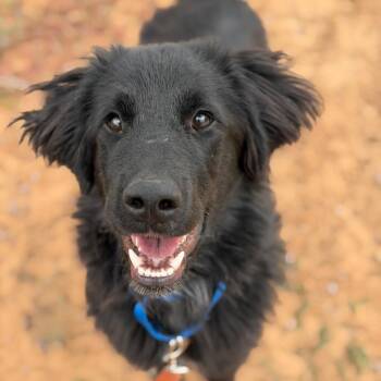 Tucker -  Labrador Retriever and Border Collie Dog for Adoption in Bentonville, Arkansas - Tucker | PetCurious