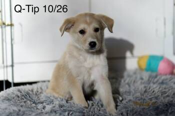 Rescue Great Pyrenees Dogs for Adoption in Broomfield, Colorado - Q-TIP | PetCurious