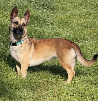German Shepherd Dog and Corgi Dogs Available for Adoption - Sequoia | PetCurious