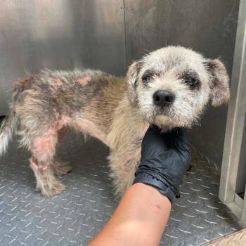 Strawberry C516 -  Shih Tzu Dog for Adoption in Allen, Texas - Strawberry C516 | PetCurious